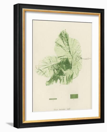 British Sea-Weed-null-Framed Giclee Print