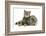 British Shorthair Brown Spotted Cat, Tiger Lily, with Agouti Lop Rabbit-Mark Taylor-Framed Photographic Print