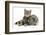 British Shorthair Brown Spotted Cat, Tiger Lily, with Agouti Lop Rabbit-Mark Taylor-Framed Photographic Print