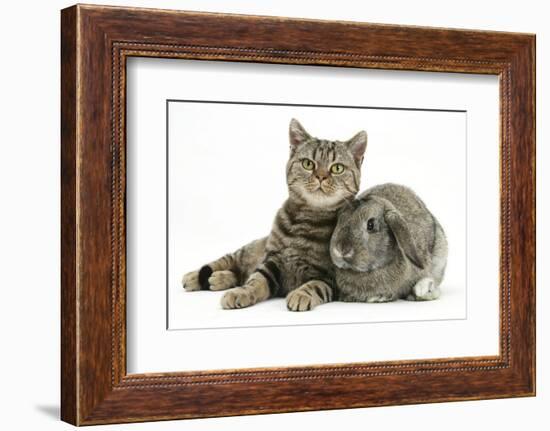 British Shorthair Brown Spotted Cat, Tiger Lily, with Agouti Lop Rabbit-Mark Taylor-Framed Photographic Print
