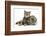 British Shorthair Brown Spotted Cat, Tiger Lily, with Agouti Lop Rabbit-Mark Taylor-Framed Photographic Print