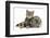 British Shorthair Brown Spotted Cat, Tiger Lily, with Agouti Lop Rabbit-Mark Taylor-Framed Photographic Print