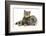 British Shorthair Brown Spotted Cat, Tiger Lily, with Agouti Lop Rabbit-Mark Taylor-Framed Photographic Print