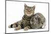 British Shorthair Brown Spotted Cat, Tiger Lily, with Agouti Lop Rabbit-Mark Taylor-Mounted Photographic Print