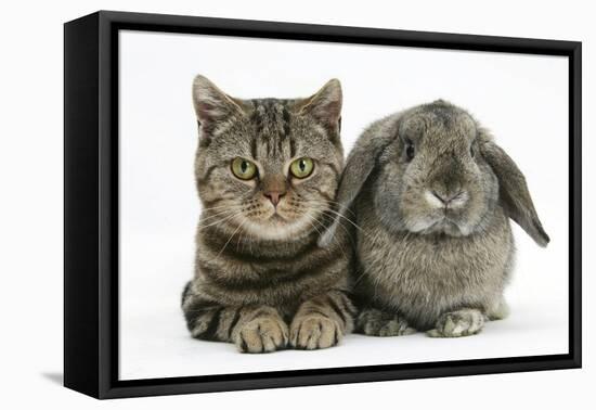 British Shorthair Brown Tabby Cat, Tiger Lily, with Agouti Lop Rabbit-Mark Taylor-Framed Premier Image Canvas