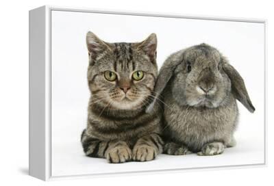 British Shorthair Brown Tabby Cat Tiger Lily With Agouti Lop