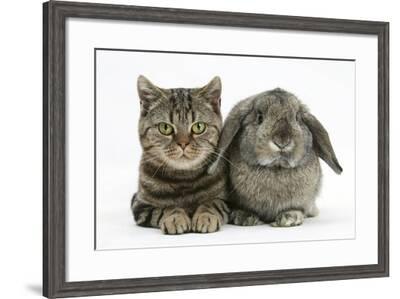 British Shorthair Brown Tabby Cat Tiger Lily With Agouti Lop