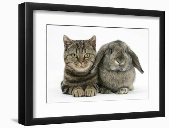 British Shorthair Brown Tabby Cat, Tiger Lily, with Agouti Lop Rabbit-Mark Taylor-Framed Photographic Print