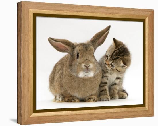 British Shorthair Brown Tabby Female Kitten Looking Inquisitivly at Young Agouti Rabbit-Jane Burton-Framed Premier Image Canvas