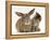 British Shorthair Brown Tabby Female Kitten Looking Inquisitivly at Young Agouti Rabbit-Jane Burton-Framed Premier Image Canvas