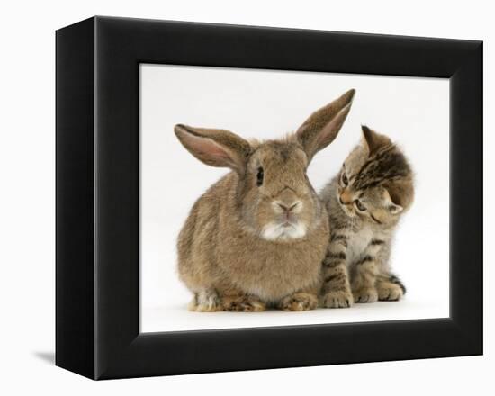 British Shorthair Brown Tabby Female Kitten Looking Inquisitivly at Young Agouti Rabbit-Jane Burton-Framed Premier Image Canvas