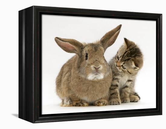 British Shorthair Brown Tabby Female Kitten Looking Inquisitivly at Young Agouti Rabbit-Jane Burton-Framed Premier Image Canvas