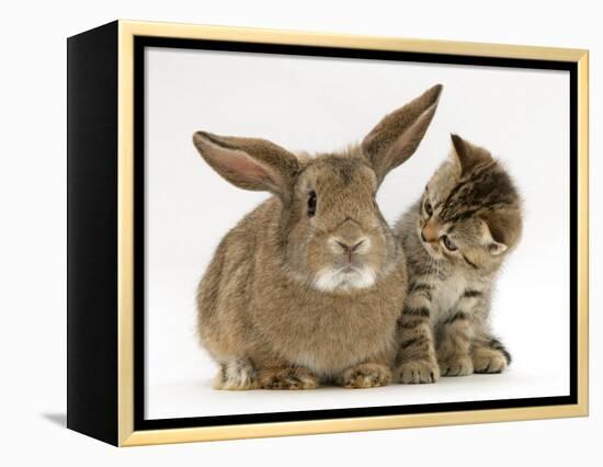 British Shorthair Brown Tabby Female Kitten Looking Inquisitivly at Young Agouti Rabbit-Jane Burton-Framed Premier Image Canvas