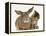 British Shorthair Brown Tabby Female Kitten Looking Inquisitivly at Young Agouti Rabbit-Jane Burton-Framed Premier Image Canvas