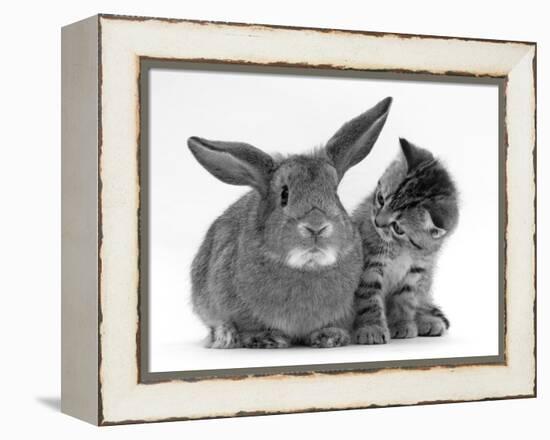 British Shorthair Brown Tabby Female Kitten Looking Inquisitivly at Young Agouti Rabbit-Jane Burton-Framed Premier Image Canvas