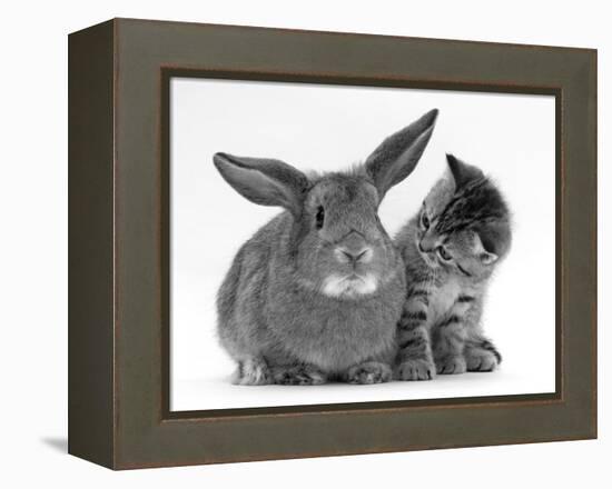 British Shorthair Brown Tabby Female Kitten Looking Inquisitivly at Young Agouti Rabbit-Jane Burton-Framed Premier Image Canvas