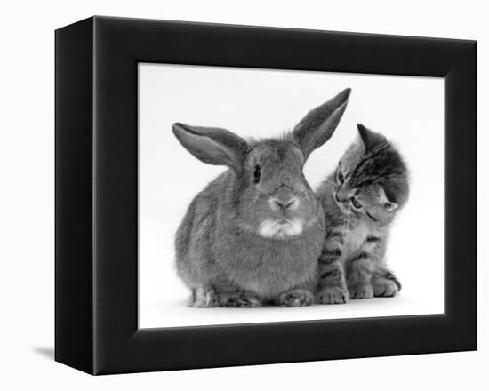 British Shorthair Brown Tabby Female Kitten Looking Inquisitivly at Young Agouti Rabbit-Jane Burton-Framed Premier Image Canvas