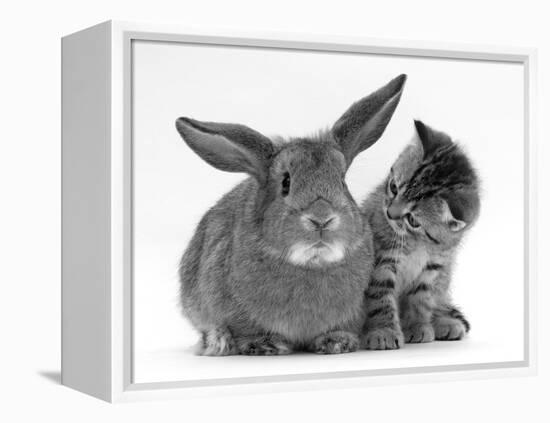 British Shorthair Brown Tabby Female Kitten Looking Inquisitivly at Young Agouti Rabbit-Jane Burton-Framed Premier Image Canvas