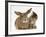 British Shorthair Brown Tabby Female Kitten Looking Inquisitivly at Young Agouti Rabbit-Jane Burton-Framed Photographic Print