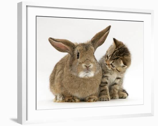 British Shorthair Brown Tabby Female Kitten Looking Inquisitivly at Young Agouti Rabbit-Jane Burton-Framed Photographic Print