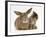 British Shorthair Brown Tabby Female Kitten Looking Inquisitivly at Young Agouti Rabbit-Jane Burton-Framed Photographic Print