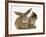 British Shorthair Brown Tabby Female Kitten Looking Inquisitivly at Young Agouti Rabbit-Jane Burton-Framed Photographic Print