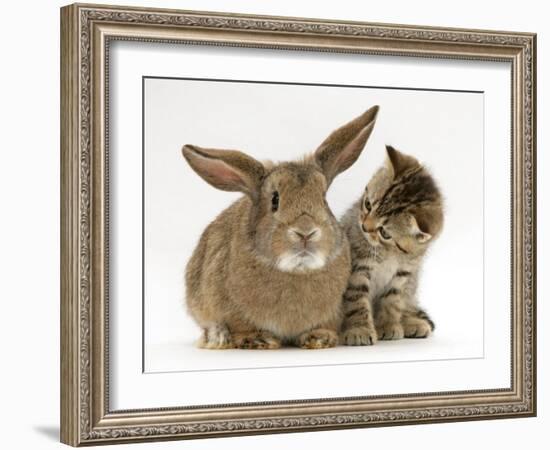 British Shorthair Brown Tabby Female Kitten Looking Inquisitivly at Young Agouti Rabbit-Jane Burton-Framed Photographic Print