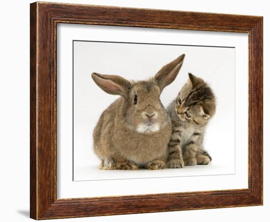 British Shorthair Brown Tabby Female Kitten Looking Inquisitivly at Young Agouti Rabbit-Jane Burton-Framed Photographic Print