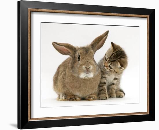 British Shorthair Brown Tabby Female Kitten Looking Inquisitivly at Young Agouti Rabbit-Jane Burton-Framed Photographic Print