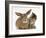 British Shorthair Brown Tabby Female Kitten Looking Inquisitivly at Young Agouti Rabbit-Jane Burton-Framed Photographic Print