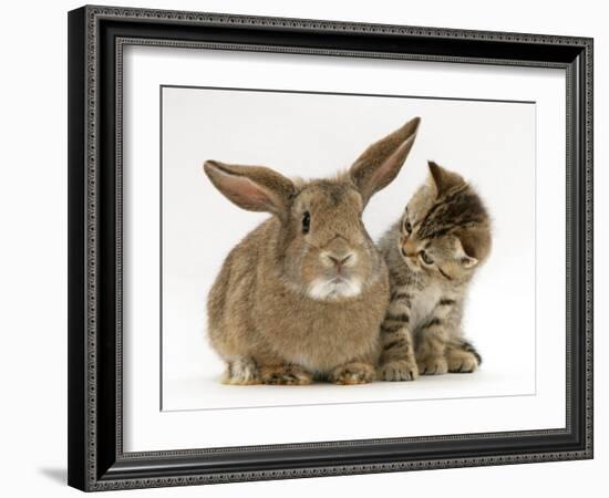 British Shorthair Brown Tabby Female Kitten Looking Inquisitivly at Young Agouti Rabbit-Jane Burton-Framed Photographic Print