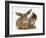 British Shorthair Brown Tabby Female Kitten Looking Inquisitivly at Young Agouti Rabbit-Jane Burton-Framed Photographic Print