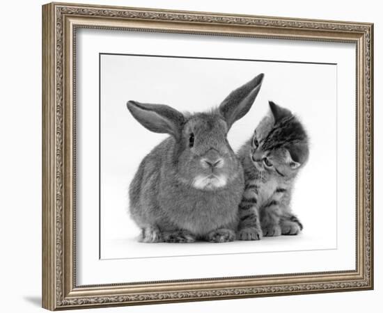 British Shorthair Brown Tabby Female Kitten Looking Inquisitivly at Young Agouti Rabbit-Jane Burton-Framed Photographic Print