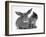 British Shorthair Brown Tabby Female Kitten Looking Inquisitivly at Young Agouti Rabbit-Jane Burton-Framed Photographic Print