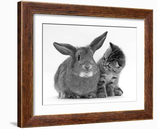 British Shorthair Brown Tabby Female Kitten Looking Inquisitivly at Young Agouti Rabbit-Jane Burton-Framed Photographic Print