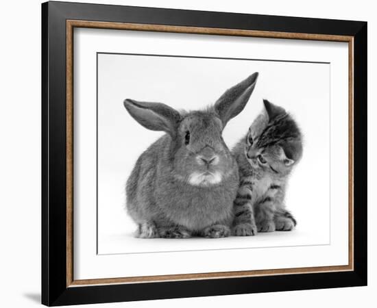 British Shorthair Brown Tabby Female Kitten Looking Inquisitivly at Young Agouti Rabbit-Jane Burton-Framed Photographic Print