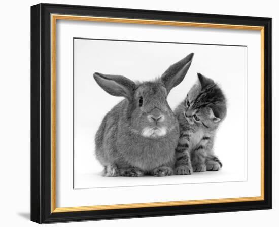 British Shorthair Brown Tabby Female Kitten Looking Inquisitivly at Young Agouti Rabbit-Jane Burton-Framed Photographic Print