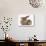 British Shorthair Brown Tabby Female Kitten with Young Agouti Rabbit-Jane Burton-Photographic Print displayed on a wall