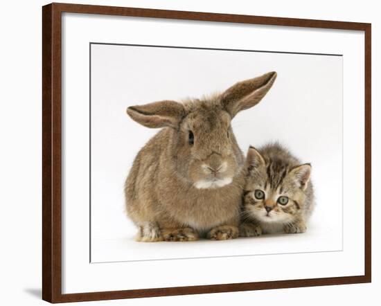 British Shorthair Brown Tabby Female Kitten with Young Agouti Rabbit-Jane Burton-Framed Photographic Print