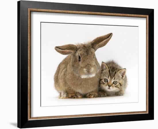 British Shorthair Brown Tabby Female Kitten with Young Agouti Rabbit-Jane Burton-Framed Photographic Print