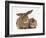 British Shorthair Brown Tabby Female Kitten with Young Agouti Rabbit-Jane Burton-Framed Photographic Print