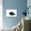 British Shorthair Cat-Fabio Petroni-Photographic Print displayed on a wall