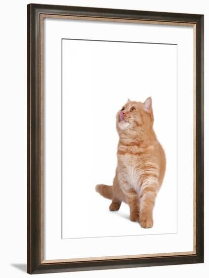 British Shorthair Cat-Fabio Petroni-Framed Photographic Print
