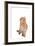 British Shorthair Cat-Fabio Petroni-Framed Photographic Print