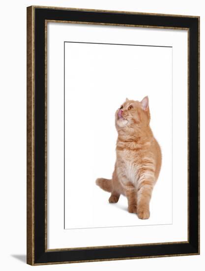 British Shorthair Cat-Fabio Petroni-Framed Photographic Print