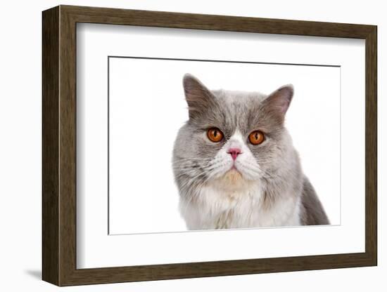 British Shorthair Cat-Fabio Petroni-Framed Photographic Print