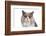 British Shorthair Cat-Fabio Petroni-Framed Photographic Print