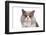 British Shorthair Cat-Fabio Petroni-Framed Photographic Print