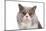 British Shorthair Cat-Fabio Petroni-Mounted Photographic Print