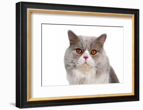 British Shorthair Cat-Fabio Petroni-Framed Photographic Print